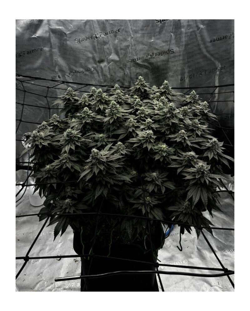 Permanent Marker, Фасовка: 1, изображение 5